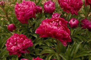 Best Fertilizers For Peonies